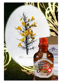 آژونک فراگریفِرت پرفیومِیور | ajonc fragrifert parfumeur